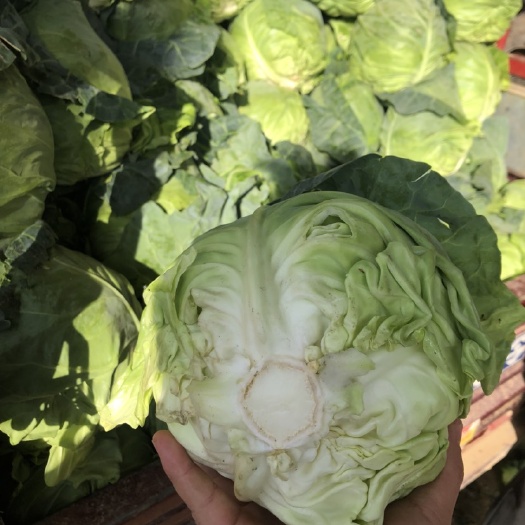 新野县绿包菜  甘蓝