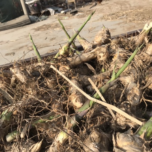 滕州市芦竹   青叶芦竹    绿洲一号