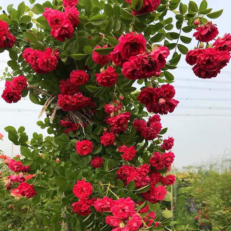 甜蜜紅木香花苗四季紅色爬藤植物特大花七里香盆栽白黃木香濃香