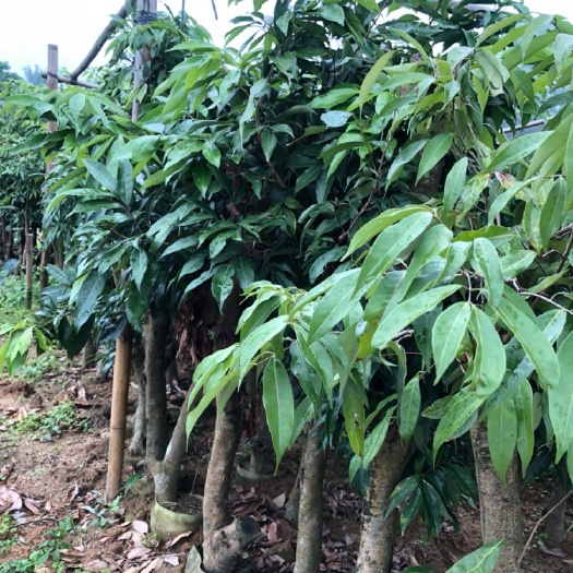 灵山县 荔枝苗 枕头木大型荔枝果树苗6公分~10公分大