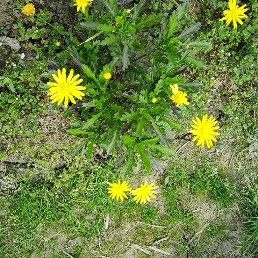普宁市木春菊苗  木春菊袋苗带花原土发货 花期长花量大根系发达工程专用苗