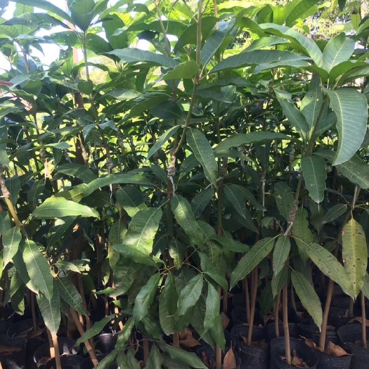普宁市 芒果树苗金煌芒果苗嫁接四季芒桂七台农红贵妃凯特芒澳芒南方果苗