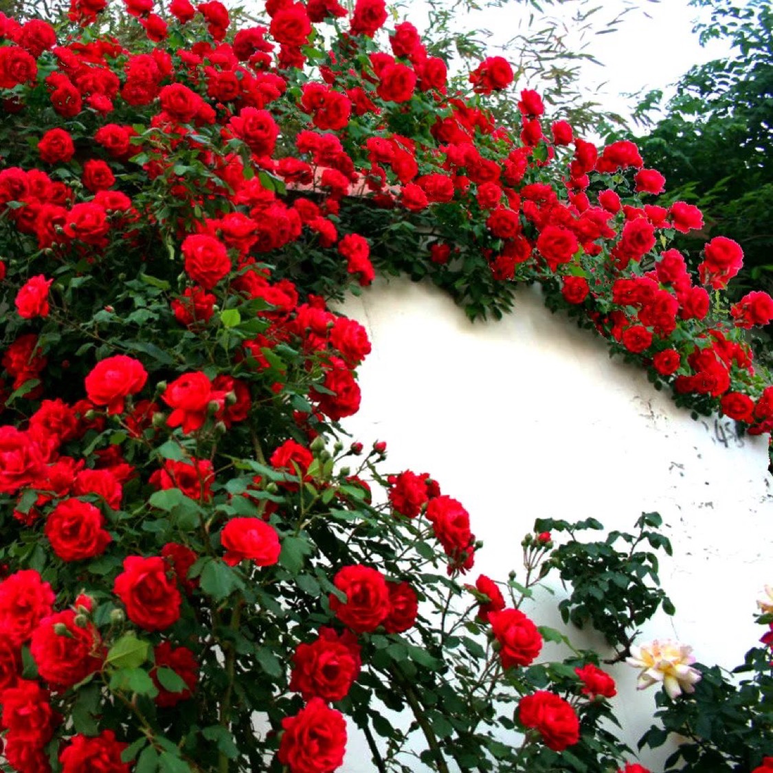 爬蔷薇蔷薇花苗爬藤月季玫瑰爬墙四季开花浓香型庭院室内花卉盆栽植物
