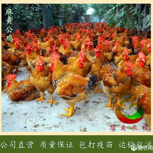 广州 k9麻黄鸡苗 882公苗 k901麻黄鸡 抗病力强生长速度快