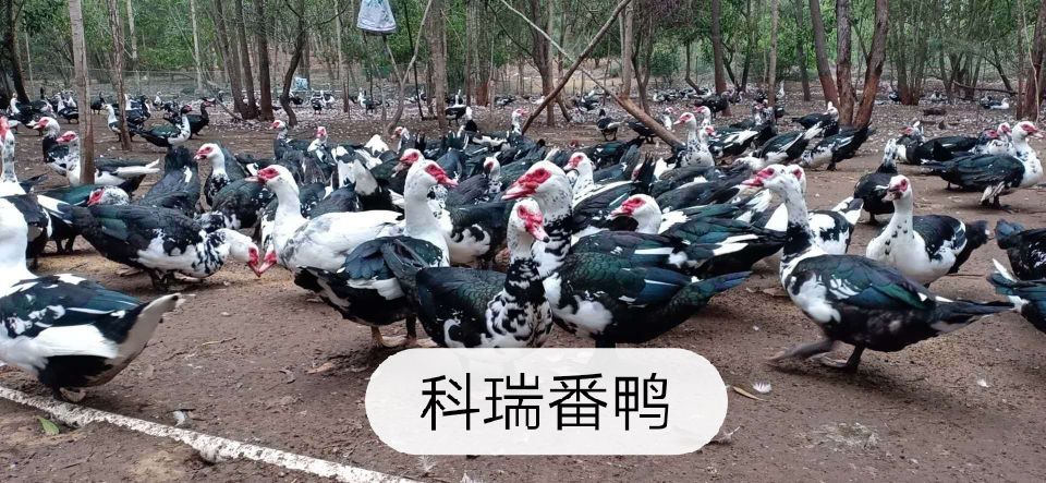 番鸭苗  大种番鸭の，黑番鸭苗，火鸭苗，大花番鸭公苗