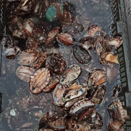 北海 北海鲍鱼。批发零售。可以发货外地 20-22头包