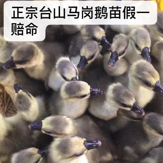 阳江阳江马岗鹅苗.大品种鹅乸种树质量指数五颗星！详情入主页观