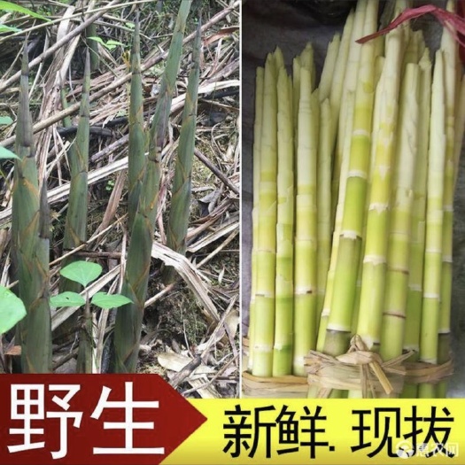 雅安小竹笋 鲜笋