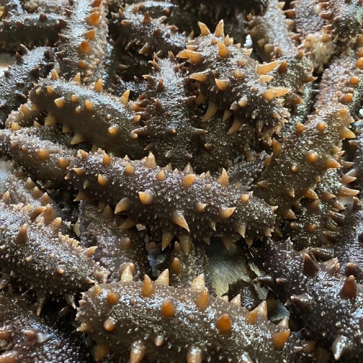 烟台 高端即食海参鲜食海参