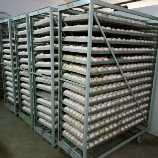 昆明大白鹅苗 纯种大白鹅、厂家直销，一手货源，品质保证，运死包赔