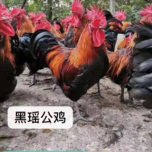 南宁 #精品热卖# 黑瑶鸡苗 正宗温氏黑瑶鸡 厂家直批 代发代办