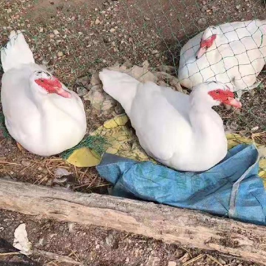 南宁 大种白番鸭苗