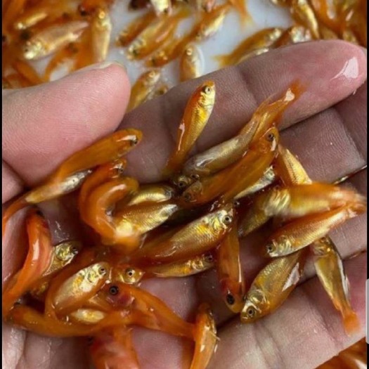 佛山 优质红鲤鱼苗    全红鲤鱼   优选品种