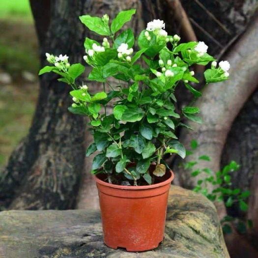 白色茉莉  白茉莉花盆栽 虎头茉莉 茉莉花盆栽 茉莉花盆栽花卉重瓣