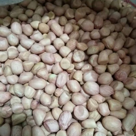 正阳县白沙1016花生种子  纯手剥花生米、芽菜专用米、精选果，质量好、品种多，专业、诚信