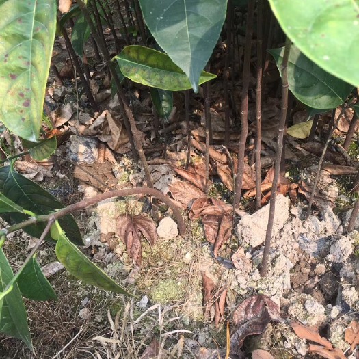 普宁市 四季菠萝蜜苗嫁接南方种植盆栽菠萝蜜树苗果树苗红肉海南树菠萝苗
