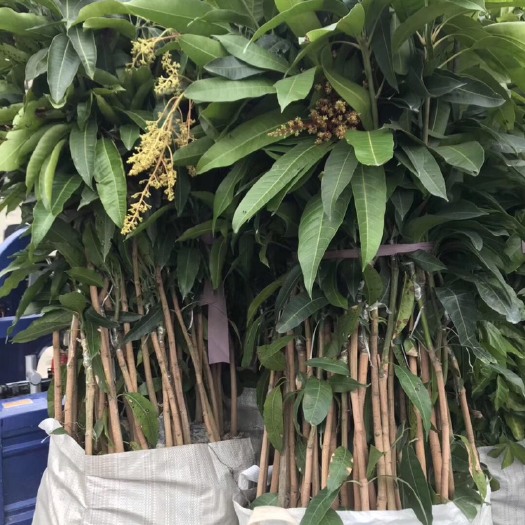 普宁市 金煌芒 四季芒果苗