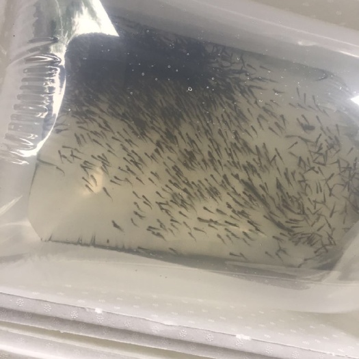 花骨鱼苗，快递发货，5月中旬开始接单。花骨鱼苗