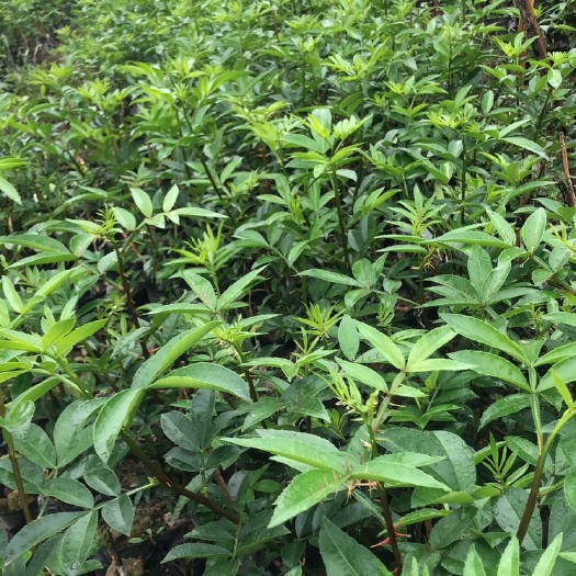 洪雅县无刺花椒苗