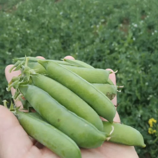 宝丰县 300亩豌豆，供货稳定，速度快