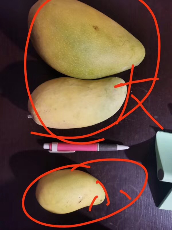 金煌芒 6两以上