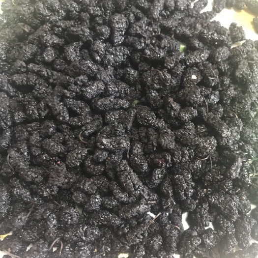 德昌县德昌桑葚 1 - 2cm