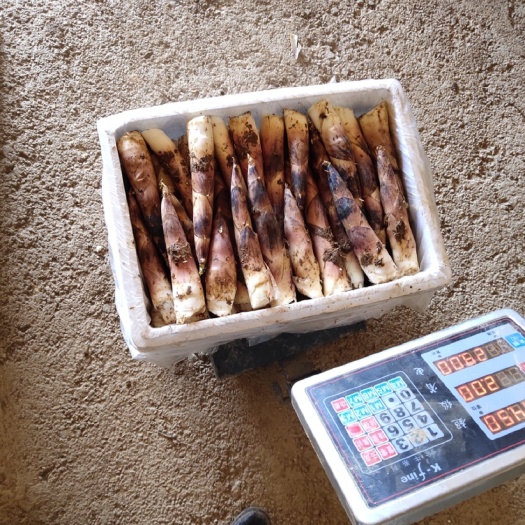 弋阳县雷竹