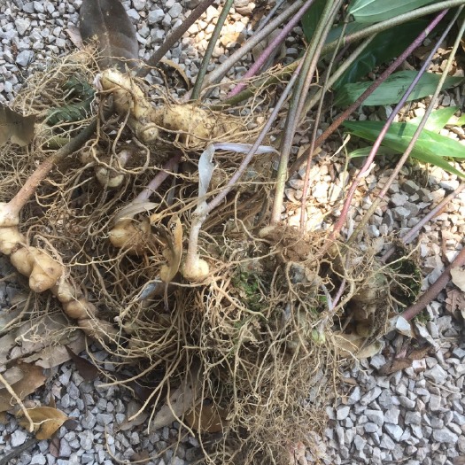 婺源县黄精种苗 婺源生态黄精苗