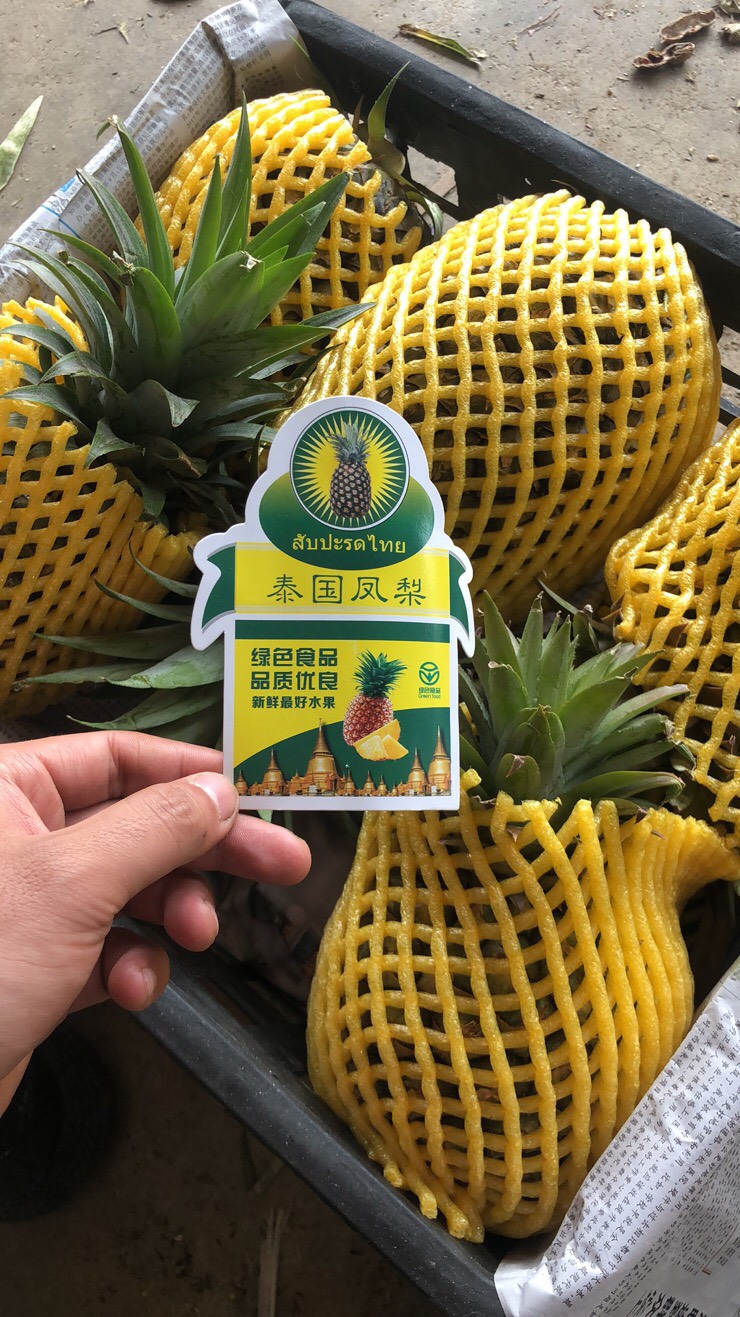  西双版纳牛奶凤梨