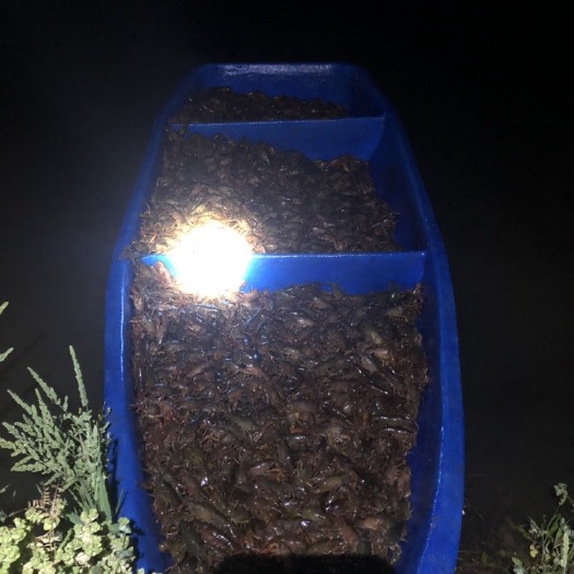 望江县小青龙虾 2-3个月