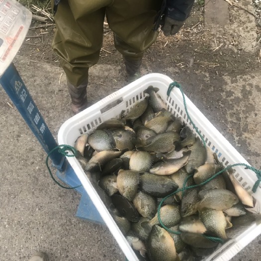 湖州 太阳鱼，上钓率高，肉质细腻无刺
