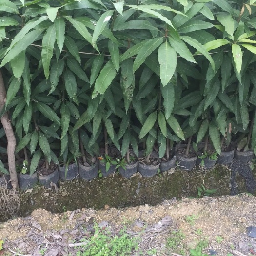 普宁市 芒果苗，实生苗，营养小杯，中杯