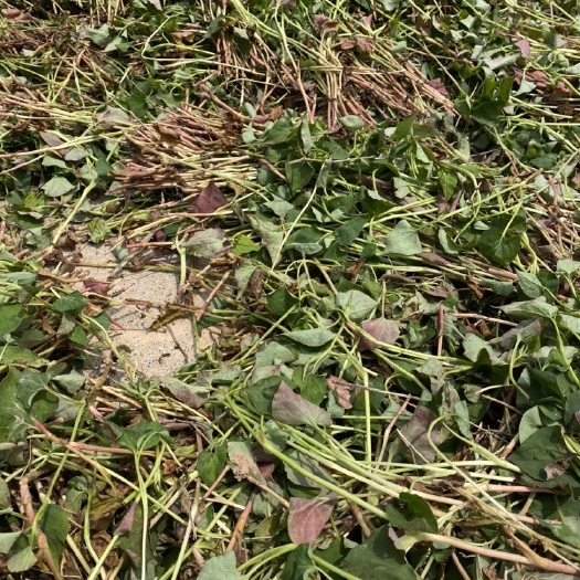 当阳市鱼腥草干叶大量上市 自然晒干全年供货鱼腥草叶子 万亩基地直供
