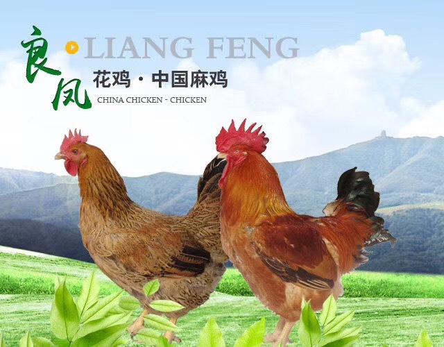 南宁 良凤花鸡苗。包打马立克疫苗。包运输成活