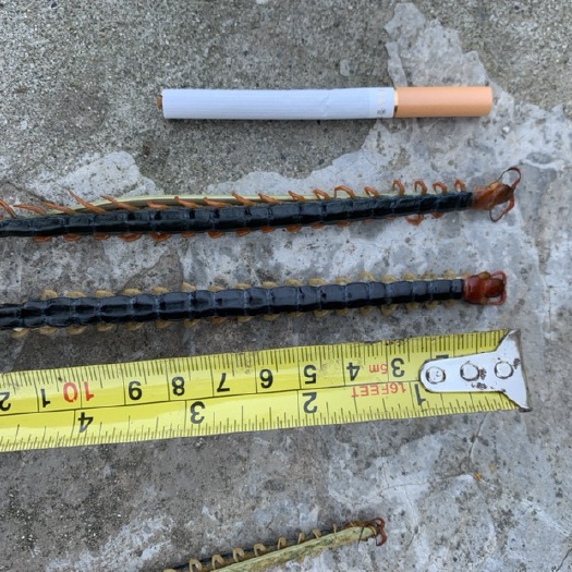 老河口市红头蜈蚣