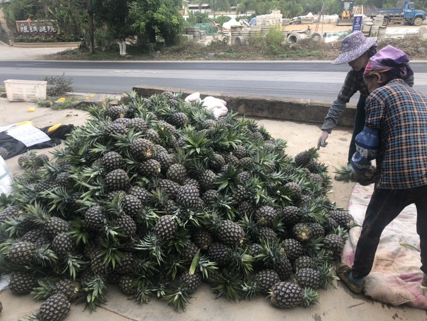  西双版纳牛奶凤梨