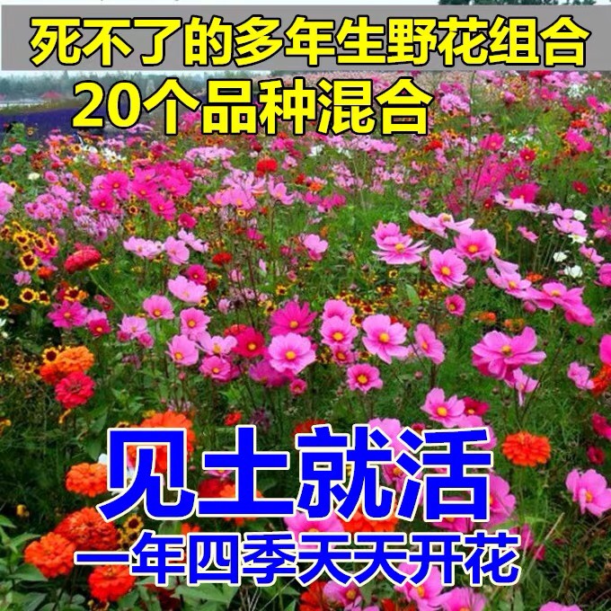 杭州野花组合种子庭院绿化组合花种子四季易种活花期长户外耐寒耐旱