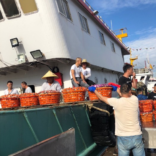 舟山 梭子蟹活鲜八月份各种规格大批量都有欢迎批发商社区团购联系