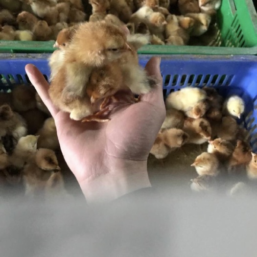 南宁文昌鸡苗 统货