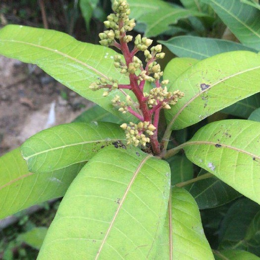 普宁市 芒果苗，正宗嫁接金煌芒果苗，四季芒果营养小杯中杯各种规格都有