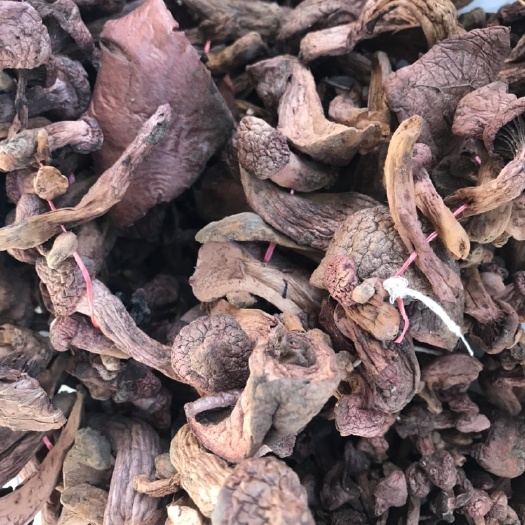 喀喇沁旗 炖鸡最好吃的蘑菇！肉蘑是第一选择！山里的蘑菇