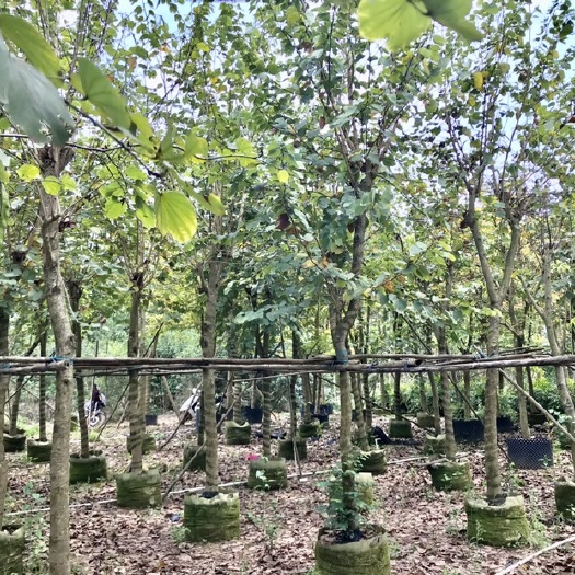 南宁 大量 宫粉紫荆 假植苗供应
