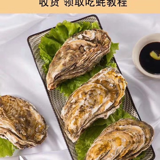 诏安县 乳山三倍体生蚝