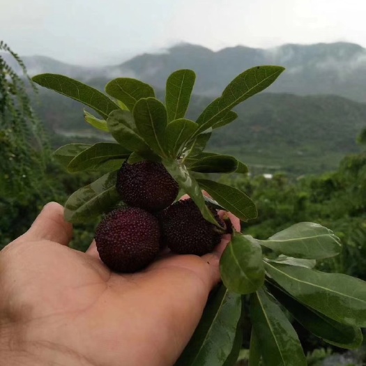 汕头 正宗汕头金灶杨梅，产地一手货源，果园现摘现发。价格优惠。
