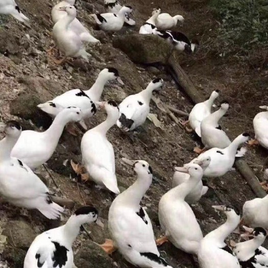 南宁 奥白星鸭苗