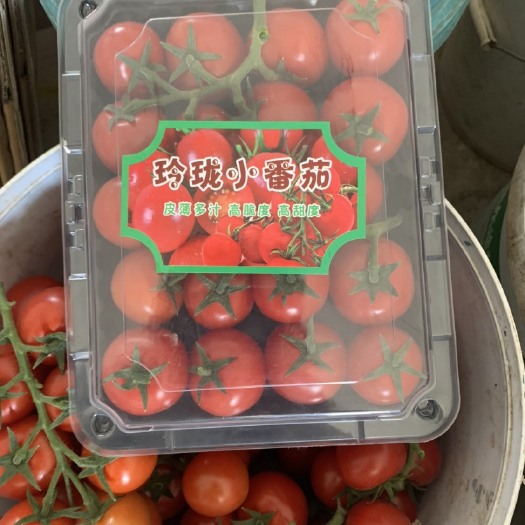 寿光市串番茄 精品红串