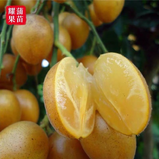 普宁市 黄皮果苗大鸡心嫁接冰糖无核黄皮树苗南方种植庭院盆栽地栽果树苗