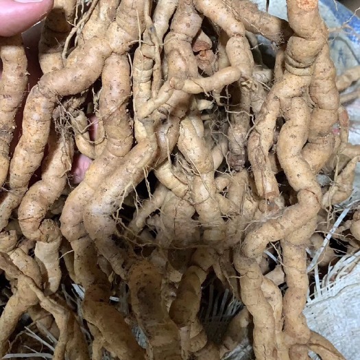 阳西县新鲜紫肉特靓老巴戟天