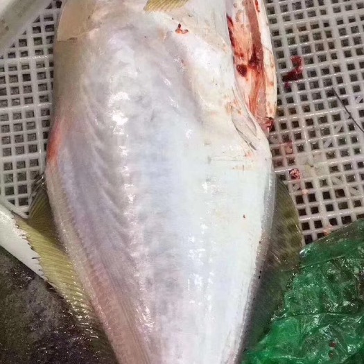 北海冰冻马面鱼 3斤左右新鲜马面鱼，肉质鲜美，可火锅可炖汤