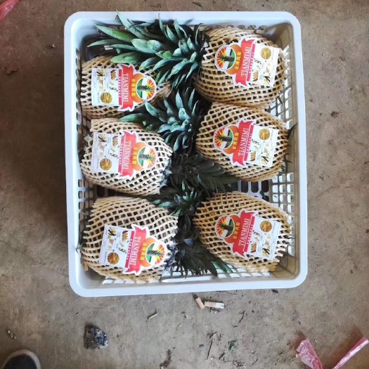 景洪市金钻十七号凤梨 精品凤梨、走市场大果！大量上市